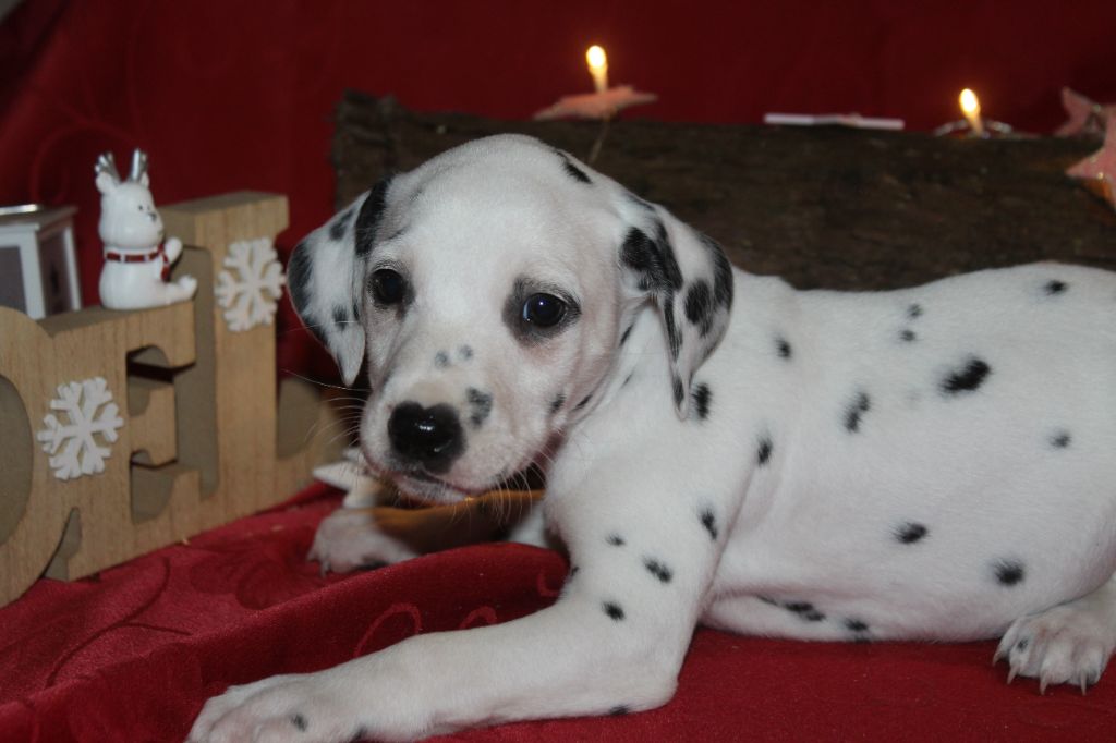 Des Dalma d'Olympe - Chiot disponible  - Dalmatien