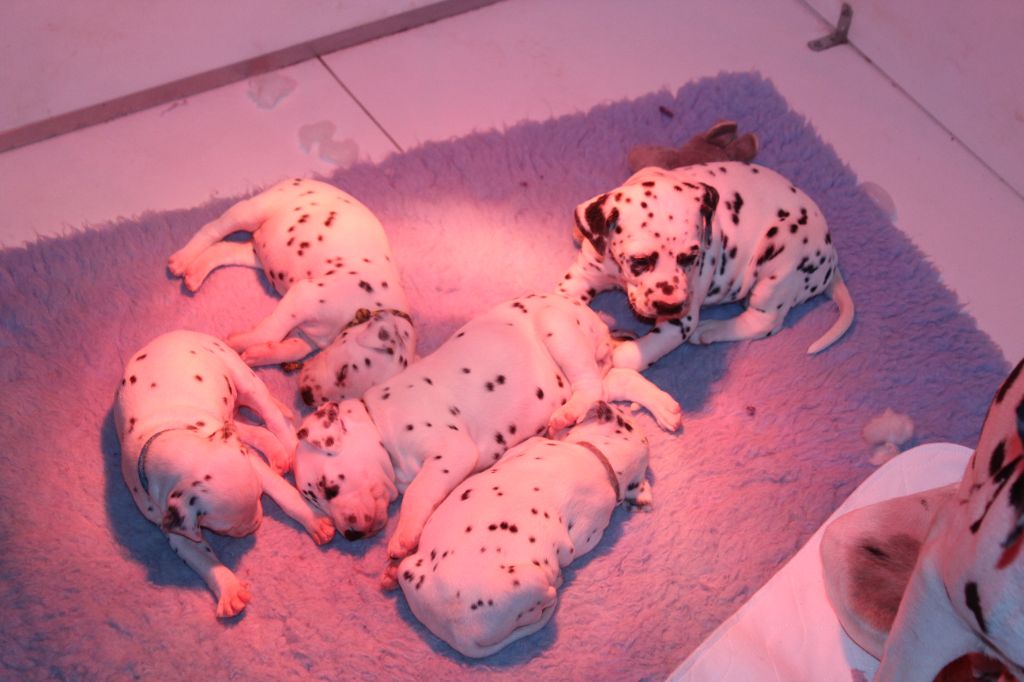 chiot Dalmatien Des Dalma d'Olympe