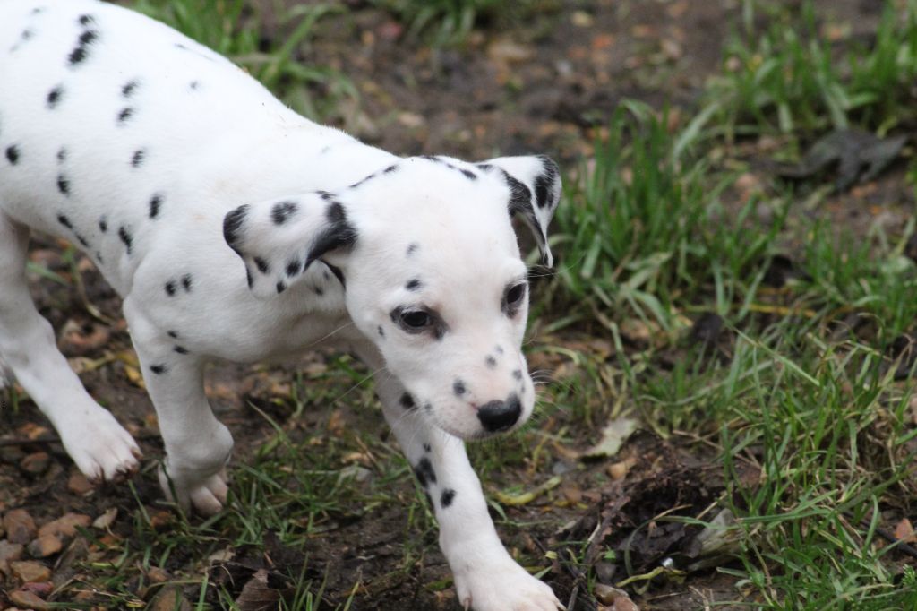 Des Dalma d'Olympe - Chiot disponible  - Dalmatien