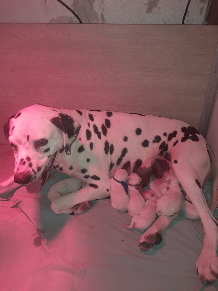 chiot Dalmatien Des Dalma d'Olympe