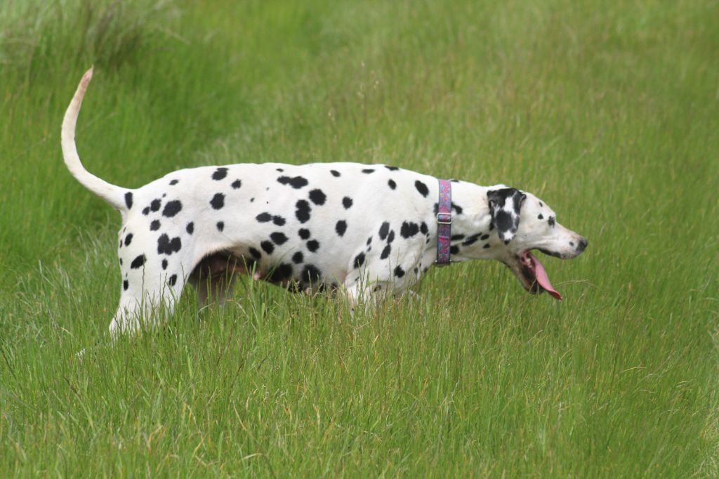 Pritika Des Dalma d'Olympe