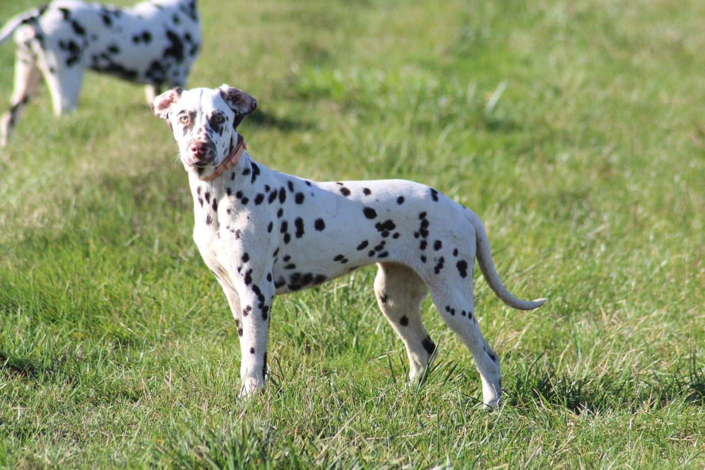 Aurore Des Dalma d'Olympe