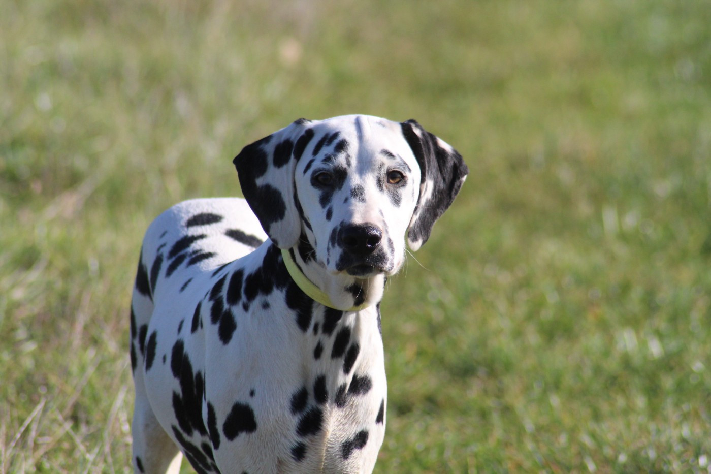 Ayamé Des Dalma d'Olympe