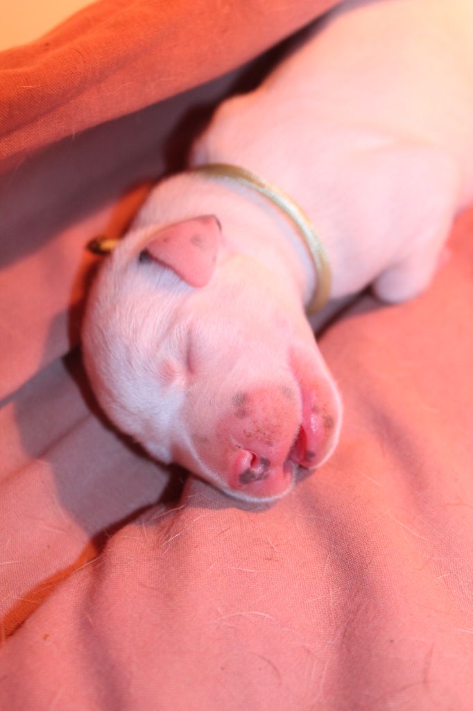 Les bébés sont arrivés