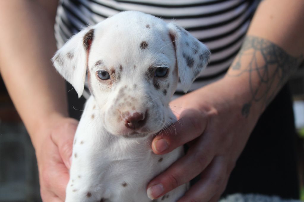 Des Dalma d'Olympe - Chiots disponibles - Dalmatien