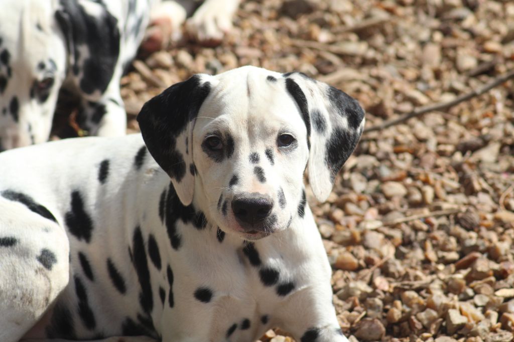 Des Dalma d'Olympe - Chiots disponibles - Dalmatien