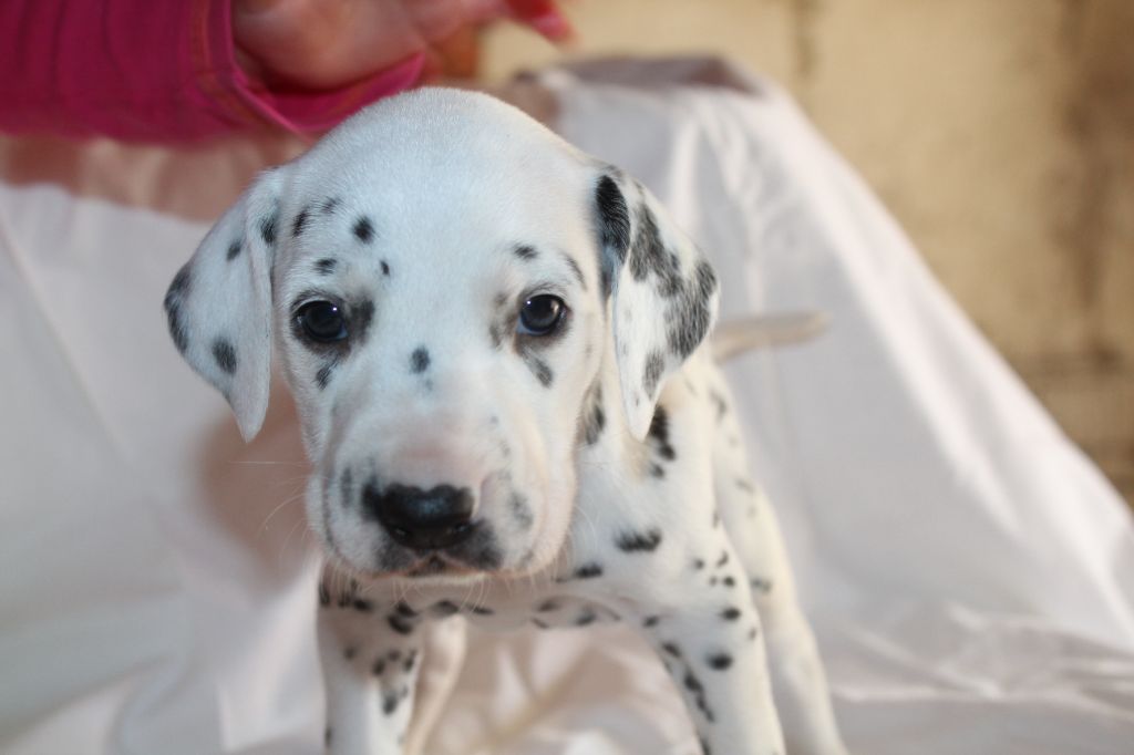 Des Dalma d'Olympe - Chiots disponibles - Dalmatien
