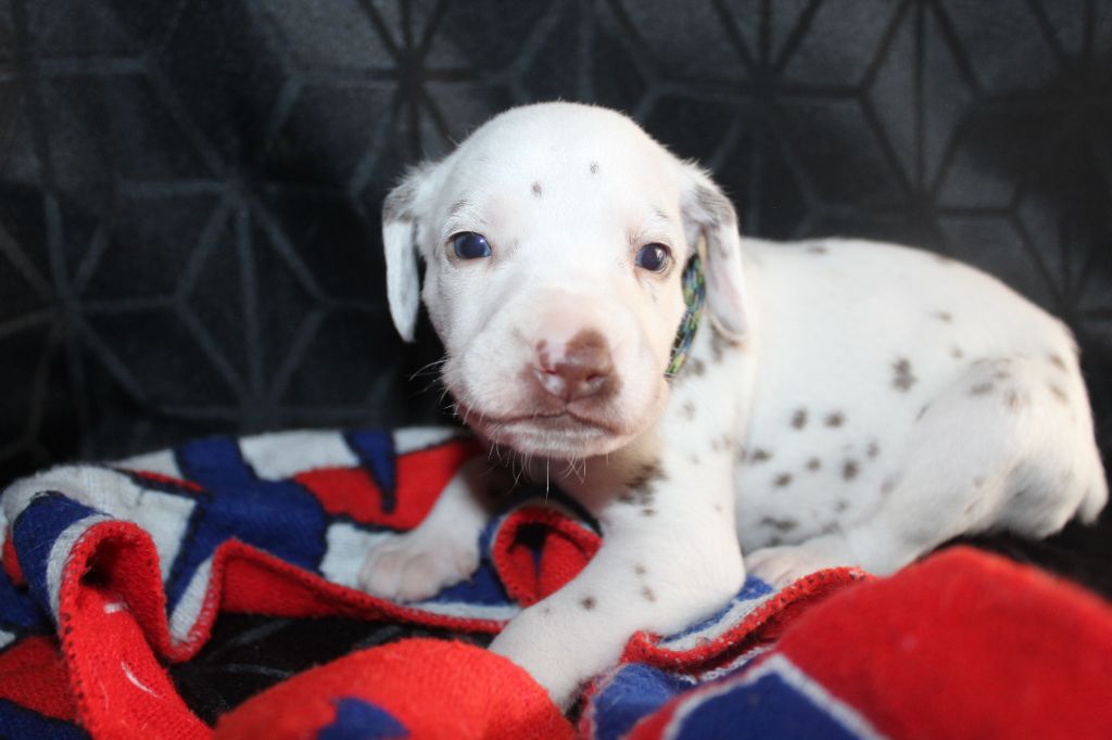 Des Dalma d'Olympe - Chiots disponibles - Dalmatien
