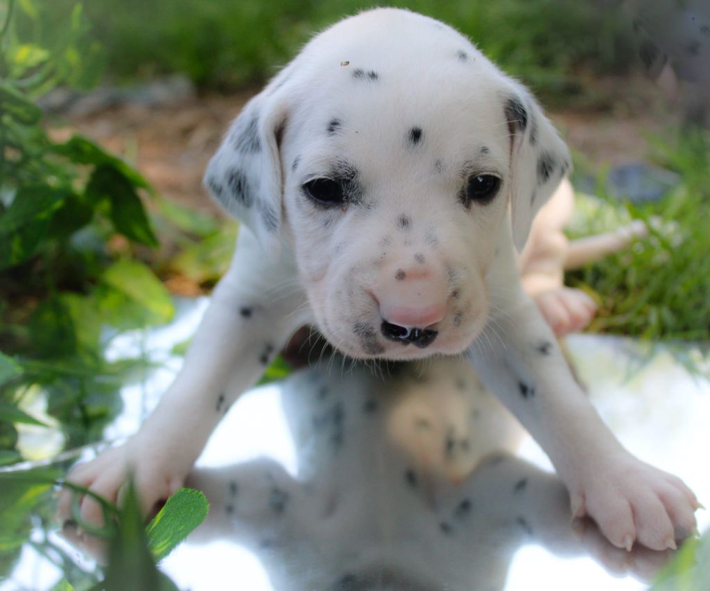 Des Dalma d'Olympe - Chiots disponibles - Dalmatien