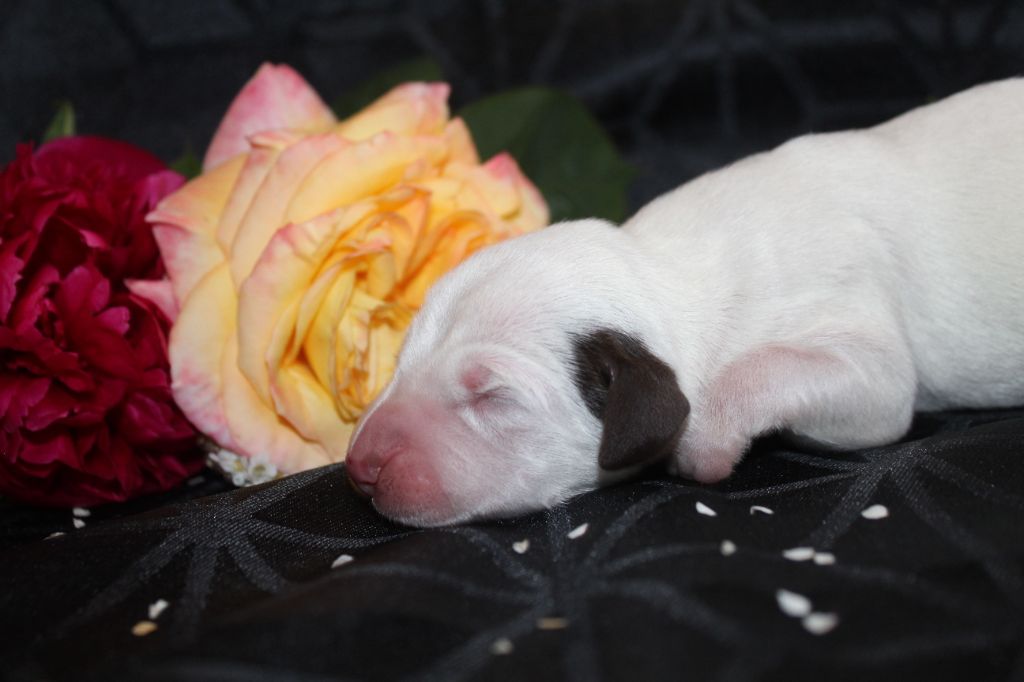 Des Dalma d'Olympe - Chiots disponibles - Dalmatien
