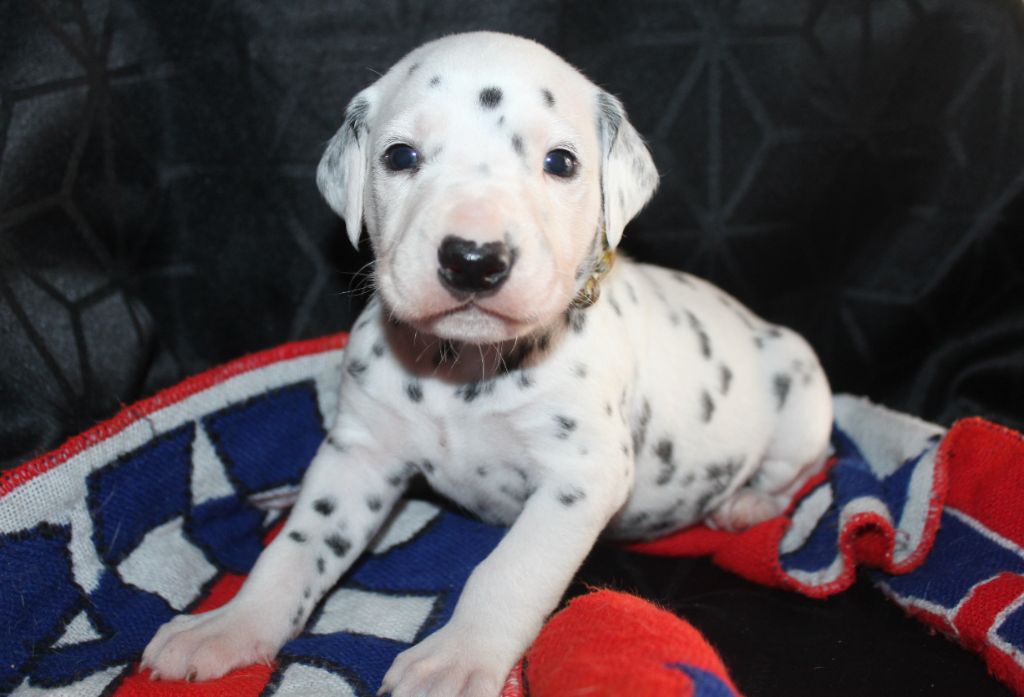 Des Dalma d'Olympe - Chiots disponibles - Dalmatien