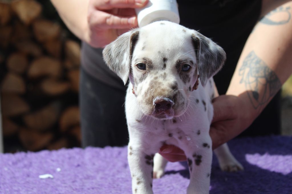 Des Dalma d'Olympe - Chiots disponibles - Dalmatien