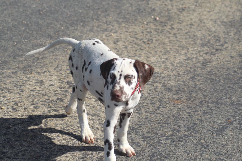 Des Dalma d'Olympe - Chiots disponibles - Dalmatien