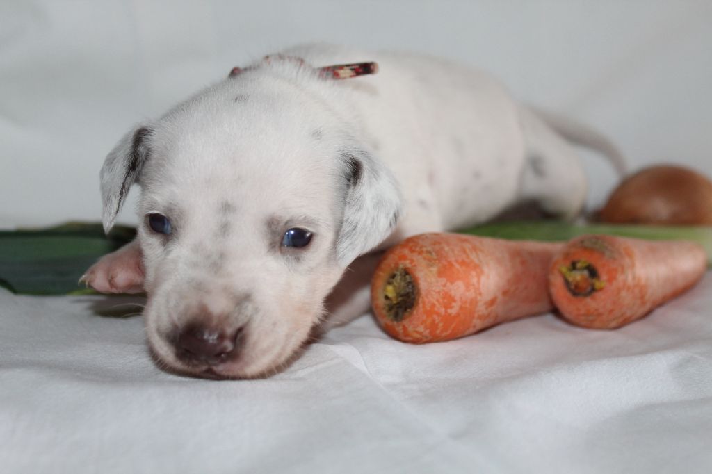 Des Dalma d'Olympe - Chiots disponibles - Dalmatien