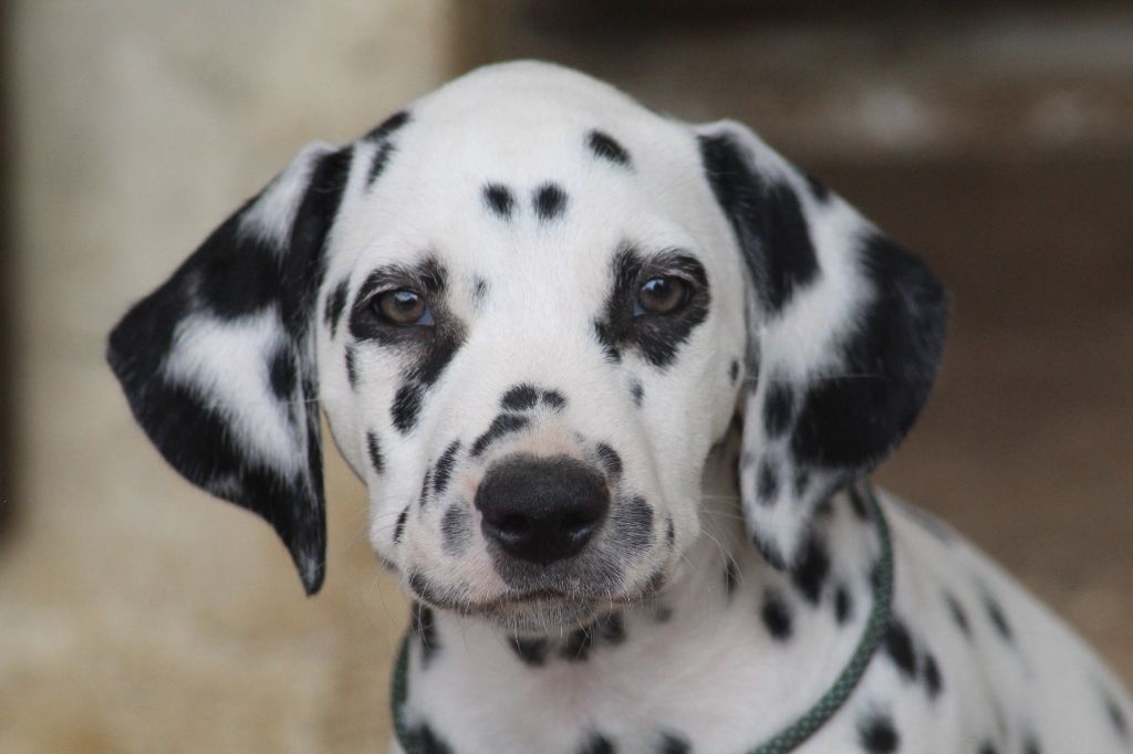 Des Dalma d'Olympe - Chiots disponibles - Dalmatien