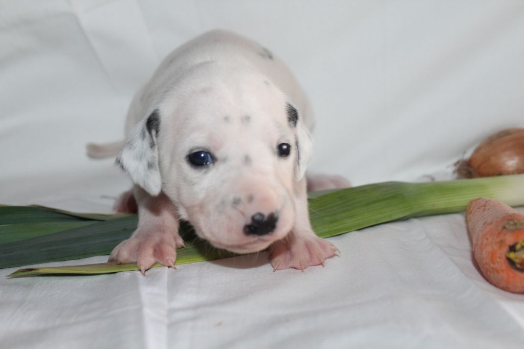 Des Dalma d'Olympe - Chiots disponibles - Dalmatien