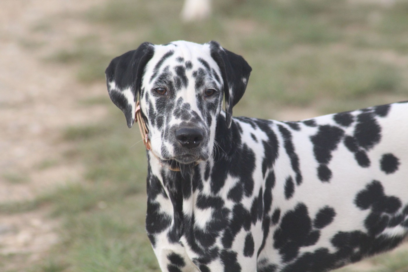 Des Dalma d'Olympe - Chiots disponibles - Dalmatien