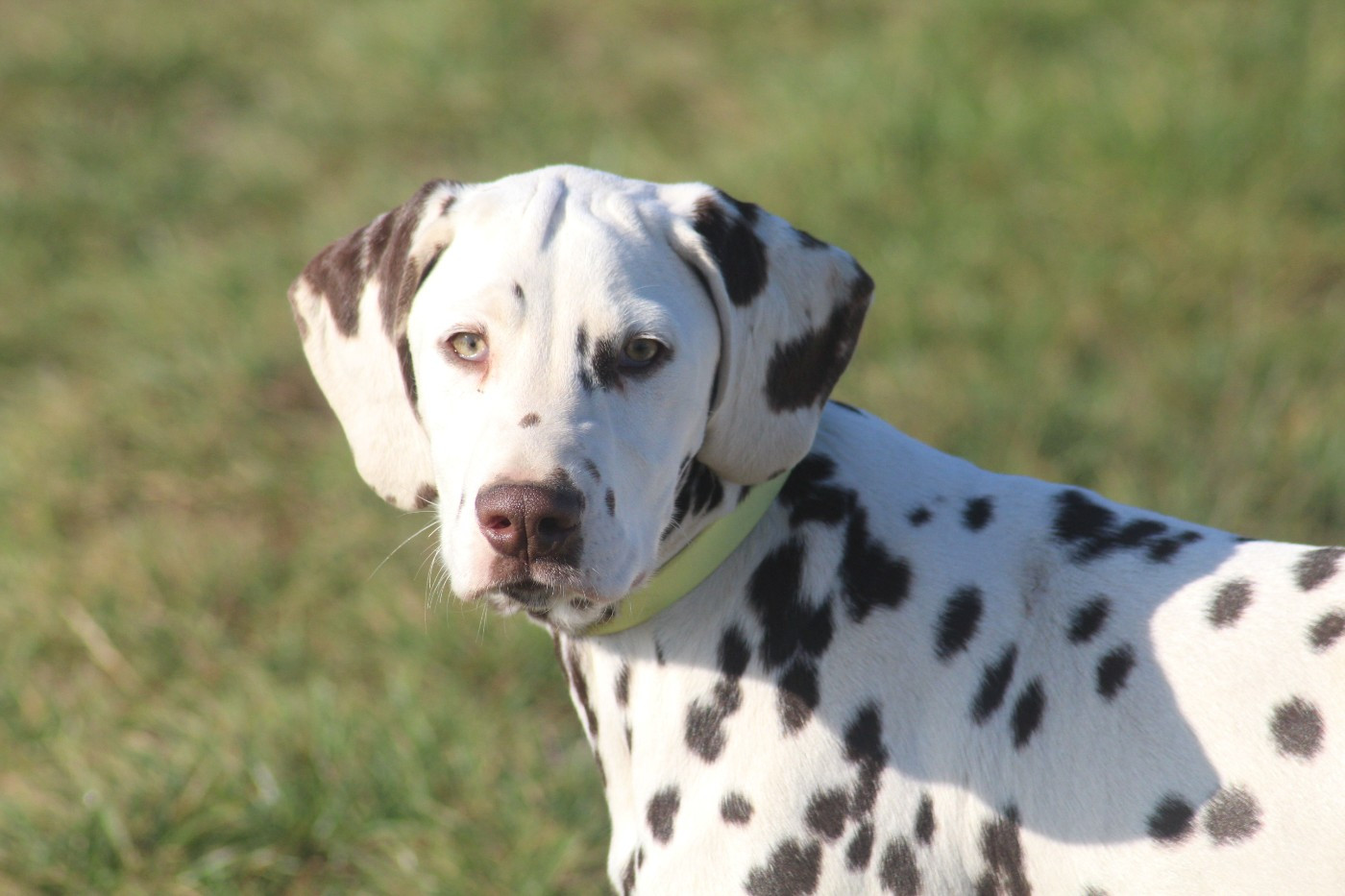Des Dalma d'Olympe - Chiots disponibles - Dalmatien