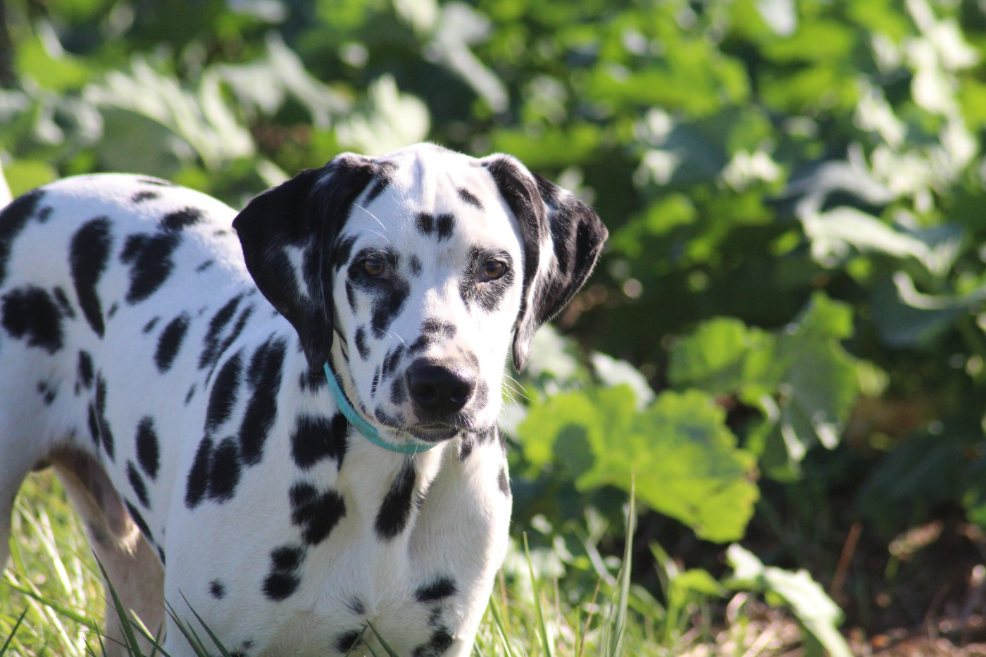 Des Dalma d'Olympe - Chiots disponibles - Dalmatien
