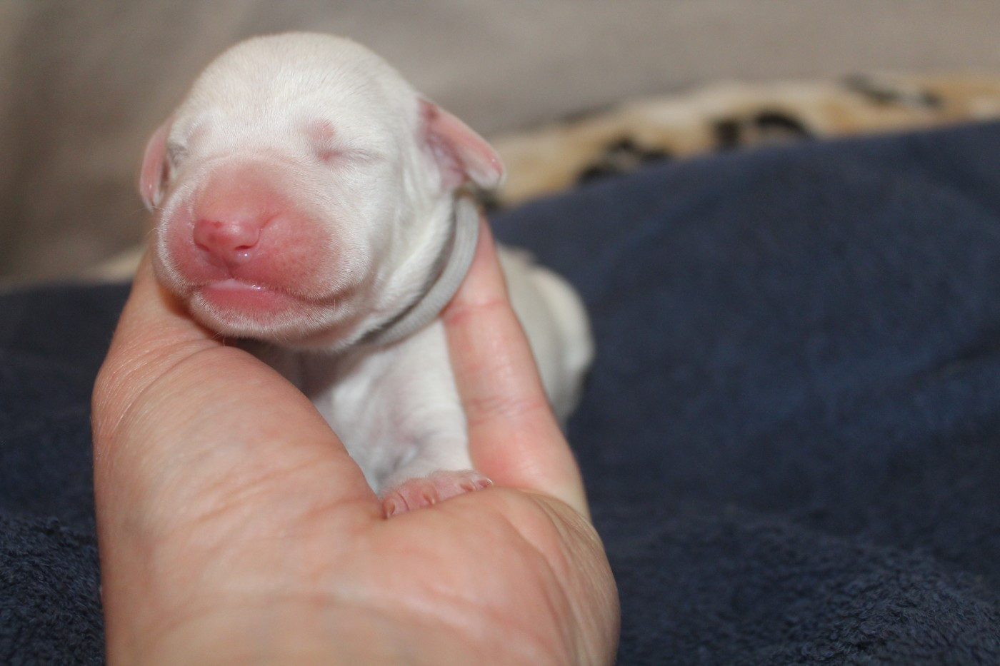 Des Dalma d'Olympe - Chiots disponibles - Dalmatien