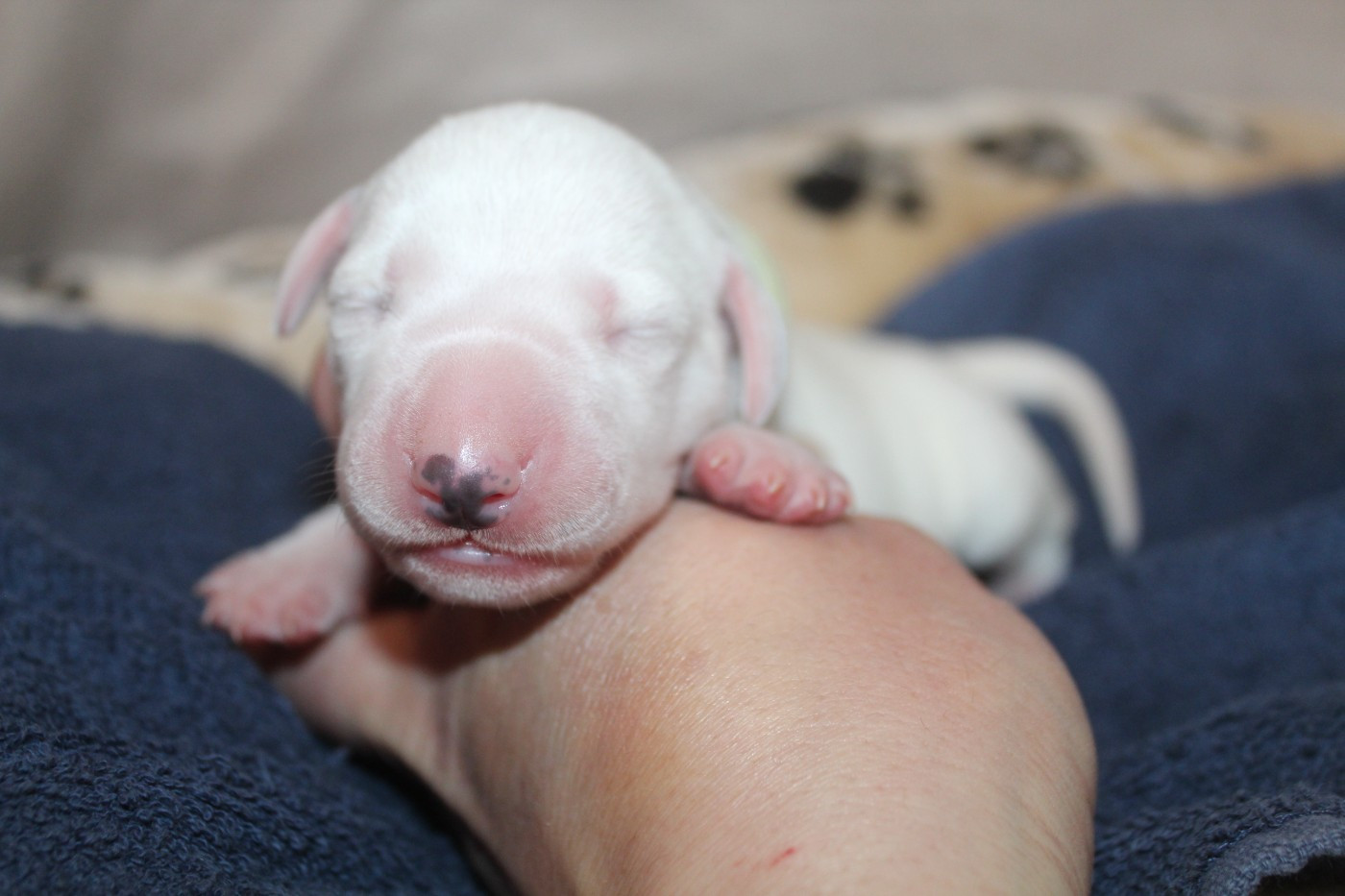 Des Dalma d'Olympe - Chiots disponibles - Dalmatien