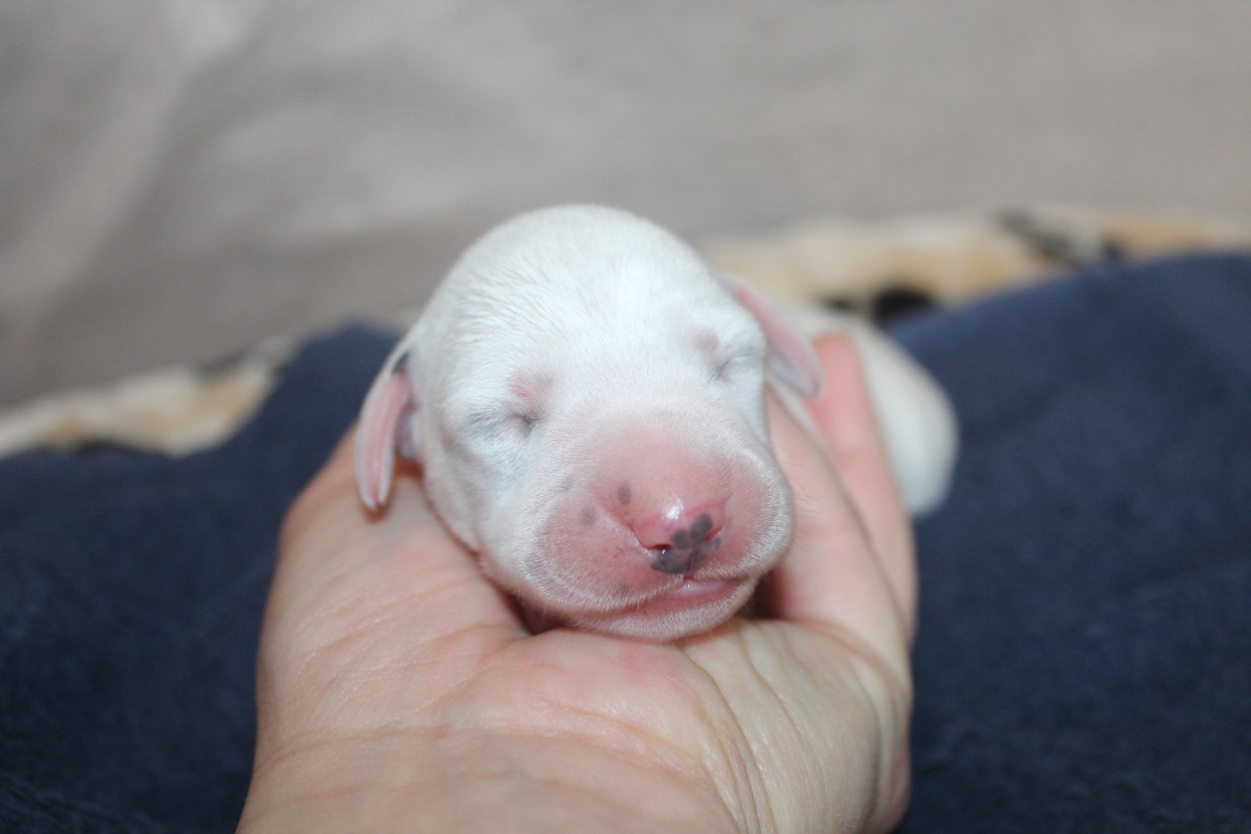 Des Dalma d'Olympe - Chiots disponibles - Dalmatien