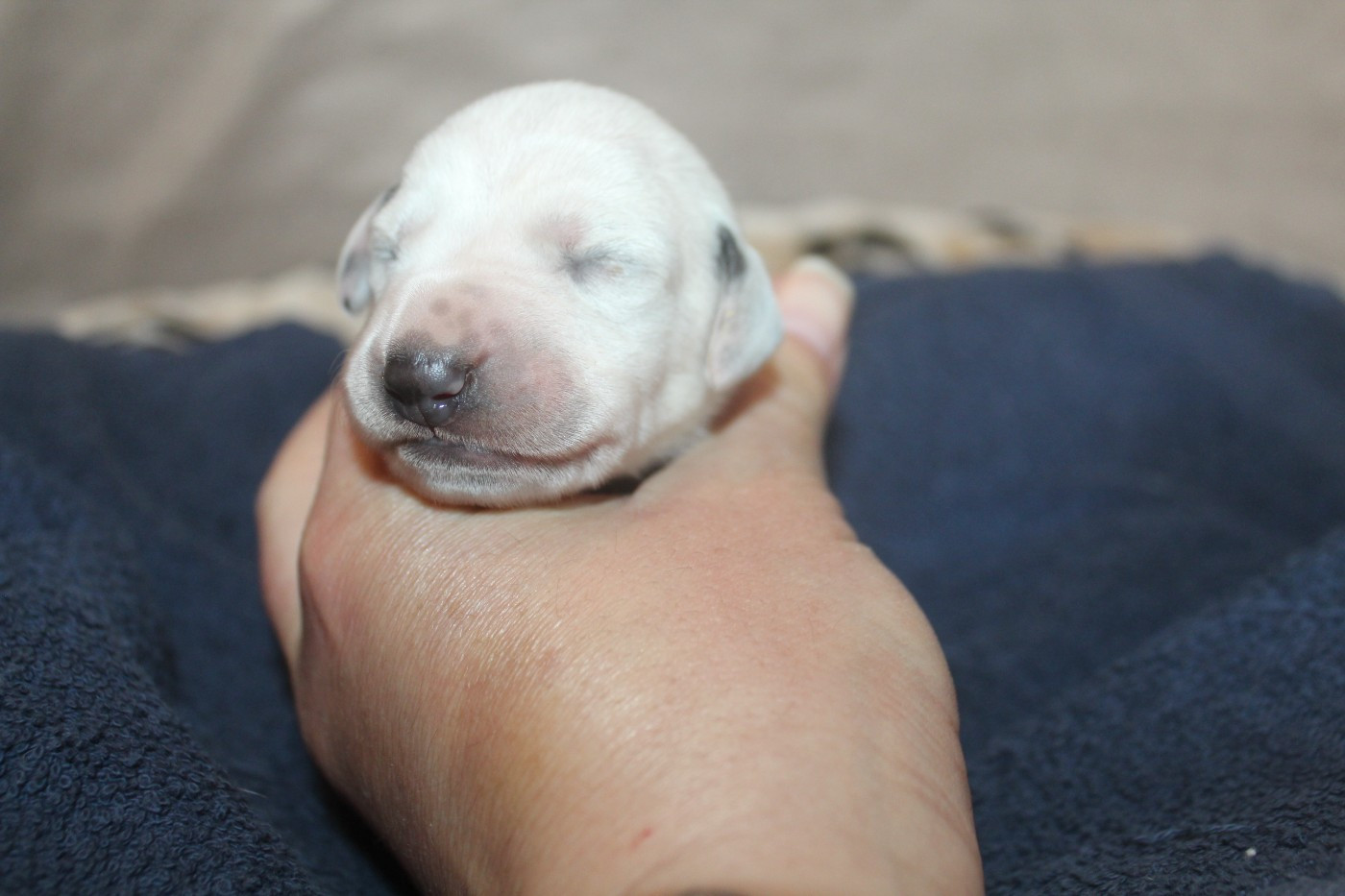 Des Dalma d'Olympe - Chiots disponibles - Dalmatien