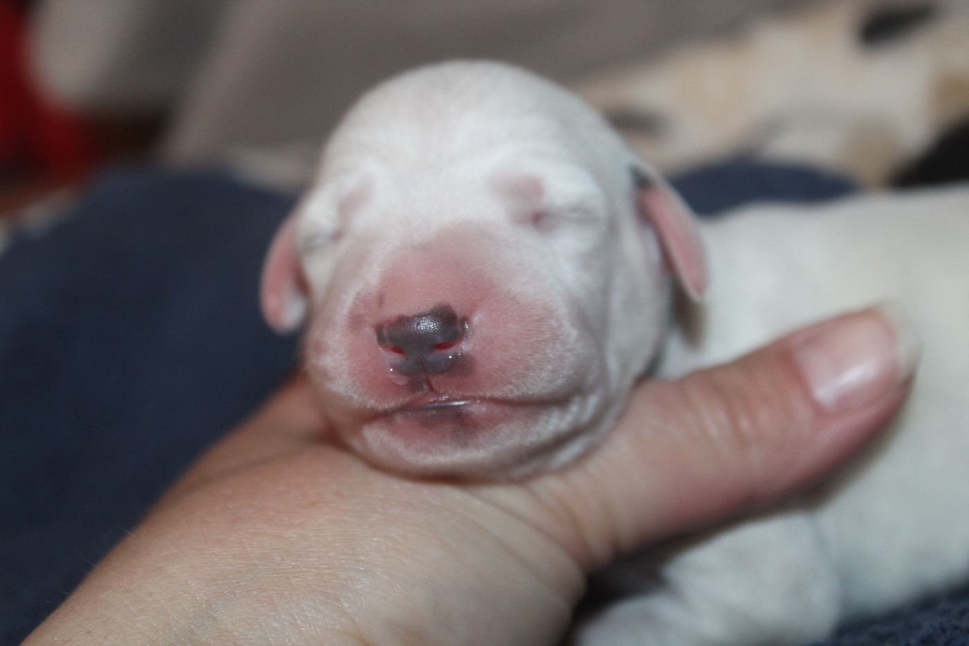 Des Dalma d'Olympe - Chiots disponibles - Dalmatien