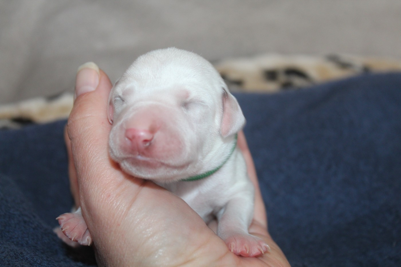 Des Dalma d'Olympe - Chiots disponibles - Dalmatien