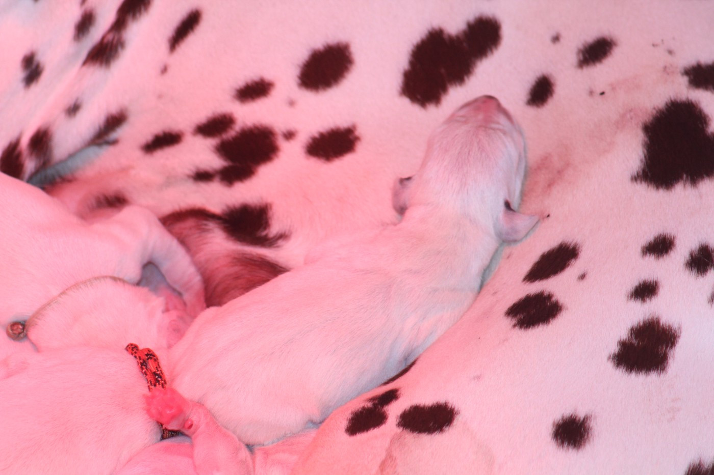 Chiot Dalmatien Des Dalma d'Olympe