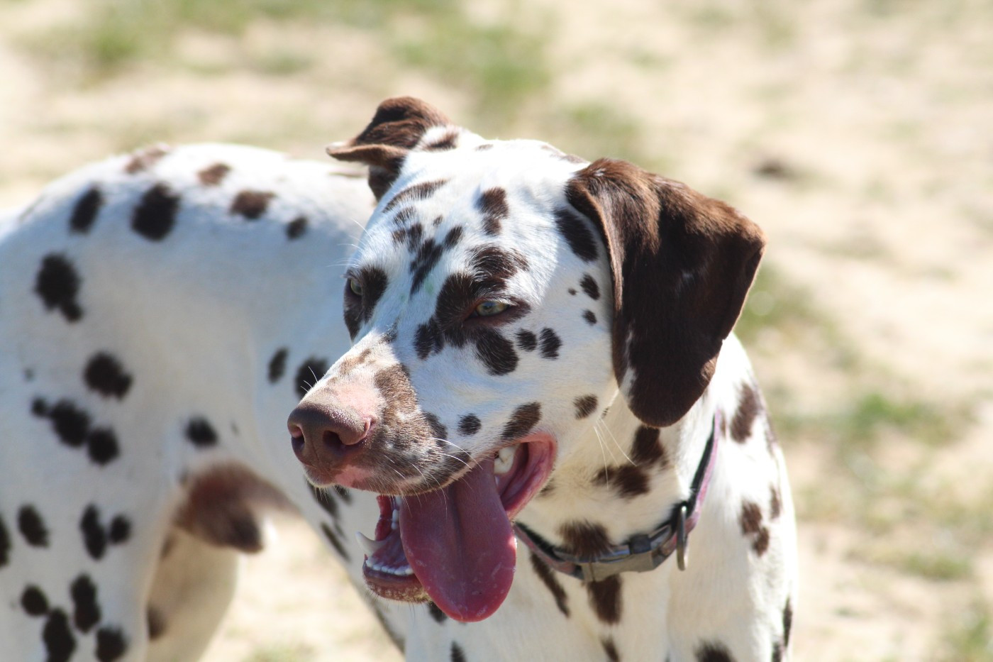 Des Dalma d'Olympe - Chiots disponibles - Dalmatien