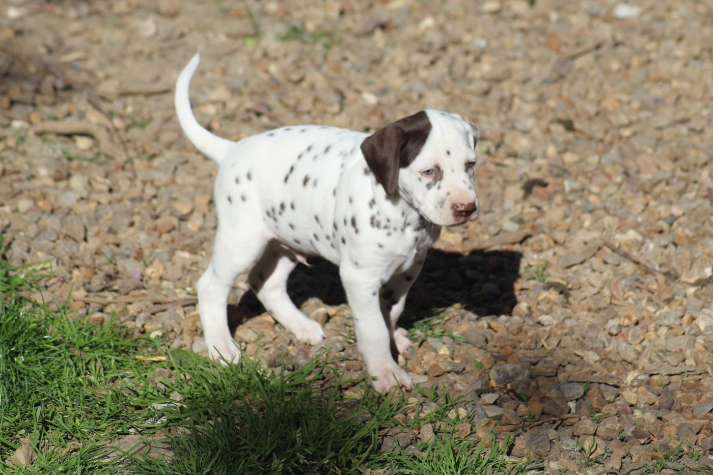 Des Dalma d'Olympe - Chiots disponibles - Dalmatien