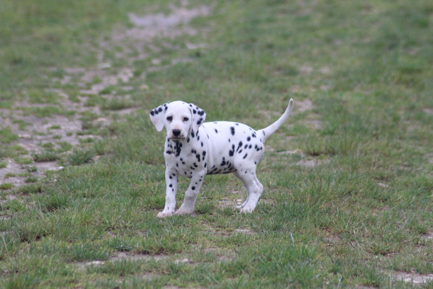 Des Dalma d'Olympe - Chiots disponibles - Dalmatien