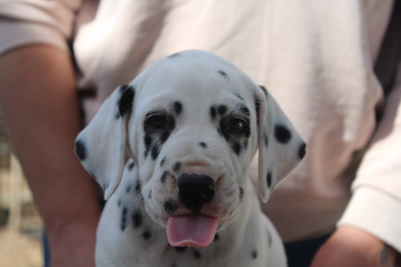 Des Dalma d'Olympe - Chiots disponibles - Dalmatien