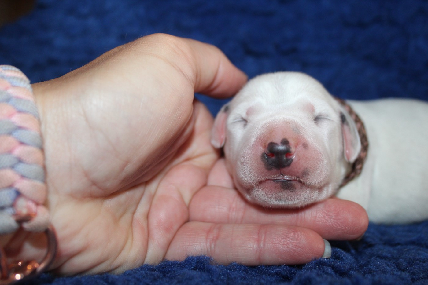 Des Dalma d'Olympe - Chiots disponibles - Dalmatien