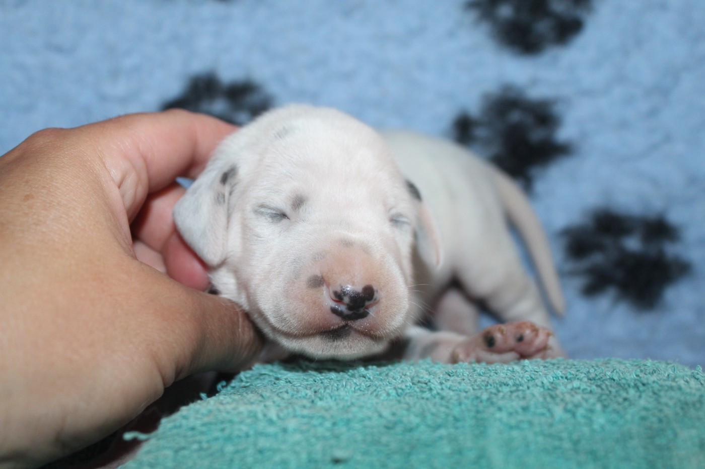 Des Dalma d'Olympe - Chiots disponibles - Dalmatien