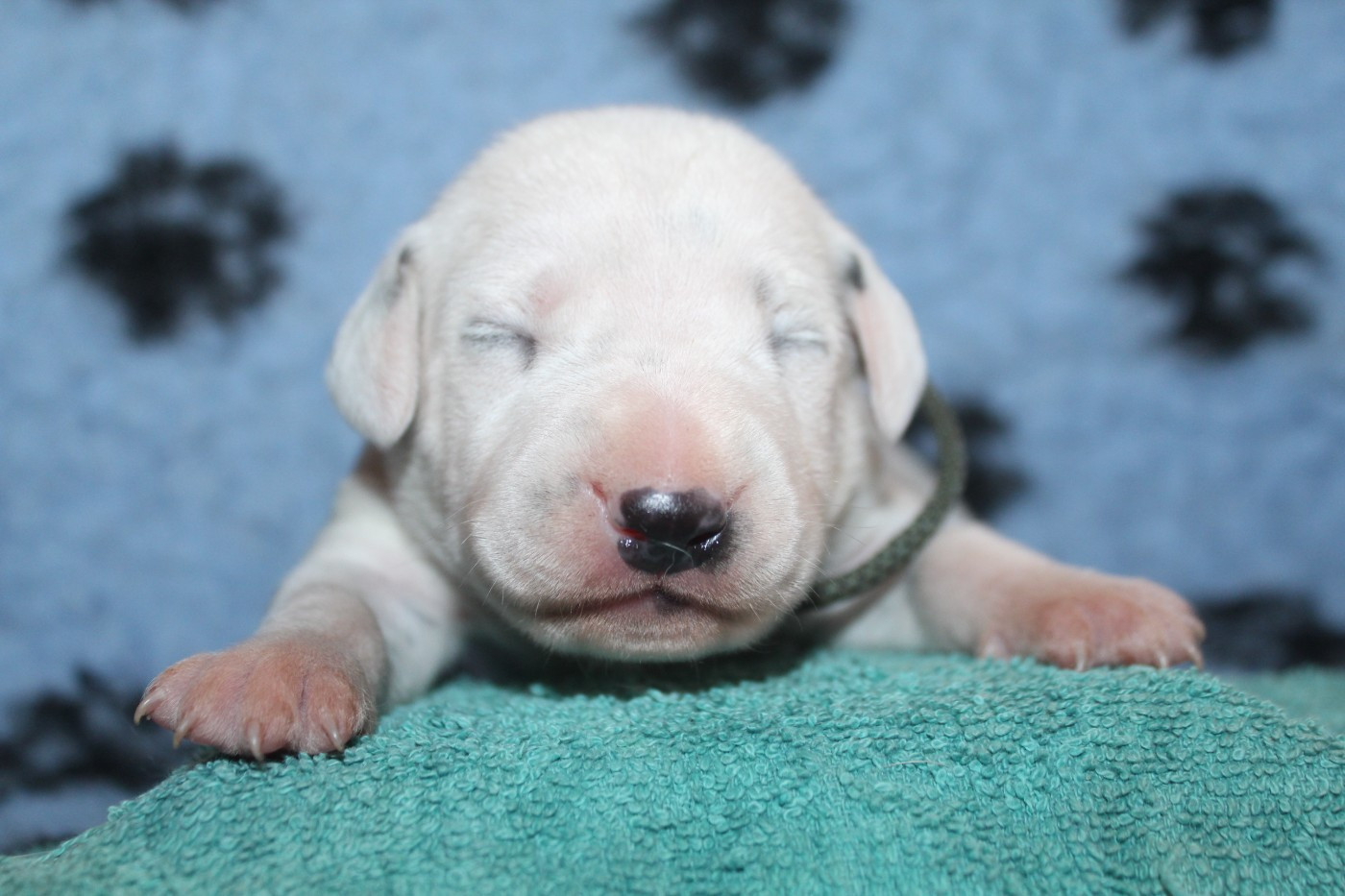 Des Dalma d'Olympe - Chiots disponibles - Dalmatien