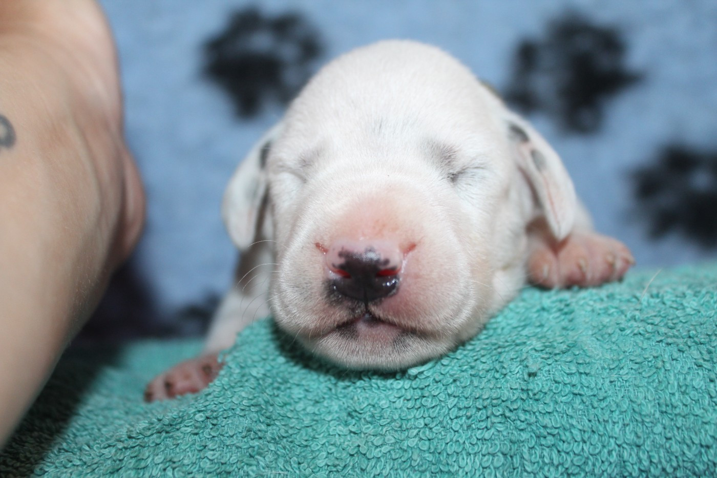 Des Dalma d'Olympe - Chiots disponibles - Dalmatien