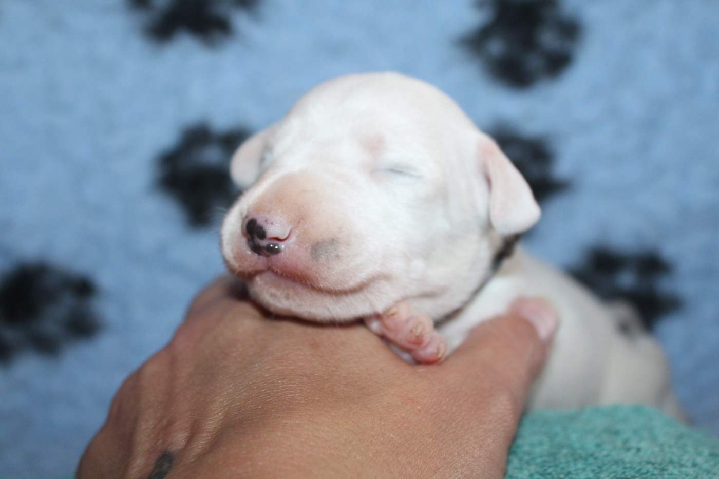 Des Dalma d'Olympe - Chiots disponibles - Dalmatien