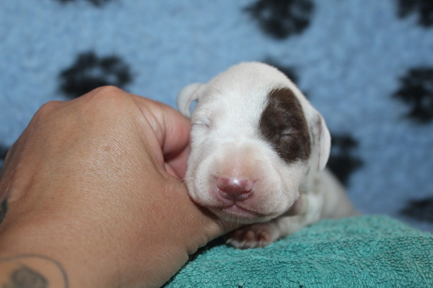 Des Dalma d'Olympe - Chiots disponibles - Dalmatien