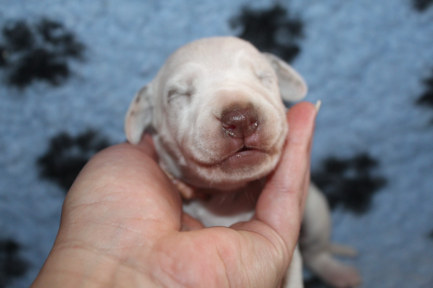 Des Dalma d'Olympe - Chiots disponibles - Dalmatien