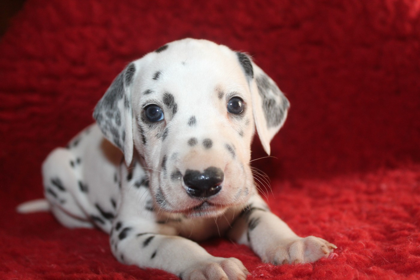 Des Dalma d'Olympe - Chiots disponibles - Dalmatien
