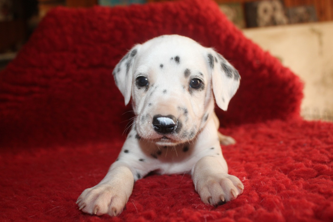 Des Dalma d'Olympe - Chiots disponibles - Dalmatien