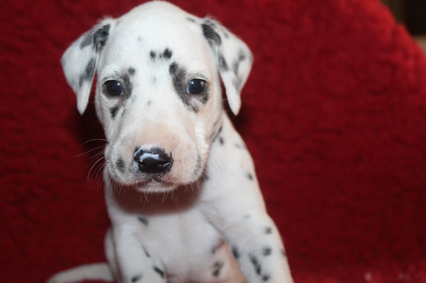 Des Dalma d'Olympe - Chiots disponibles - Dalmatien