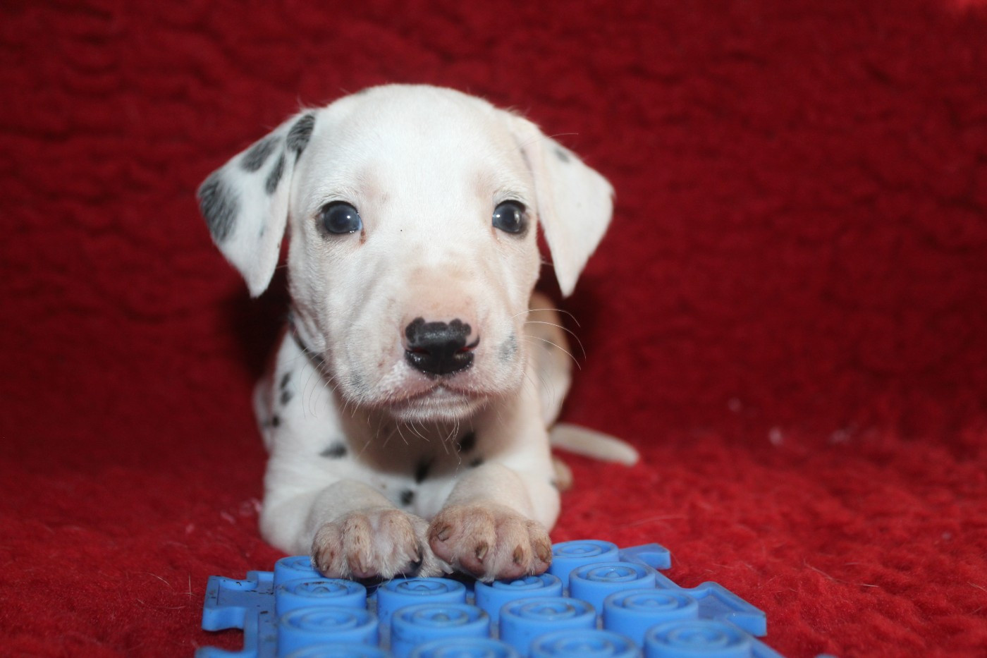 Des Dalma d'Olympe - Chiots disponibles - Dalmatien