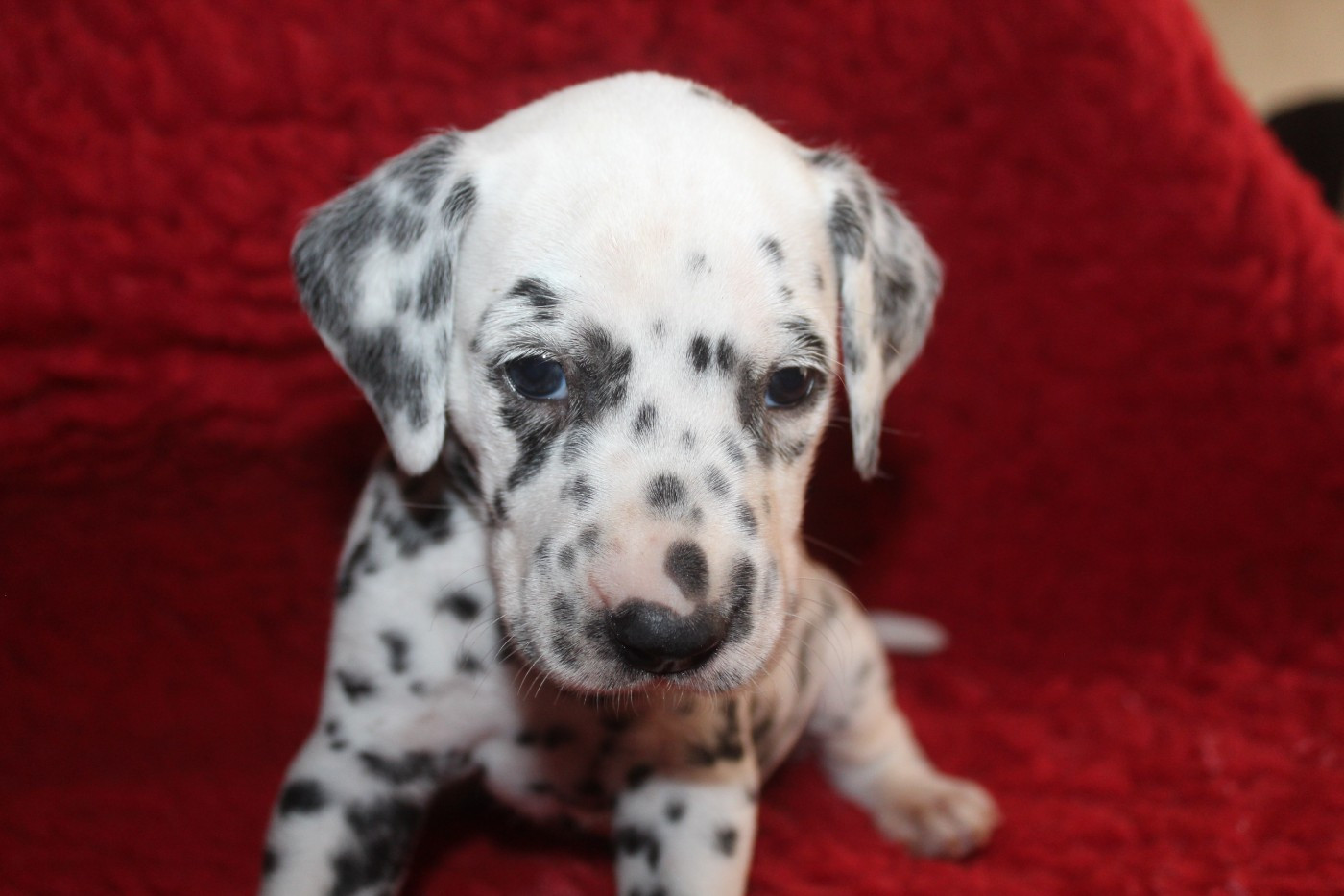 Des Dalma d'Olympe - Chiots disponibles - Dalmatien