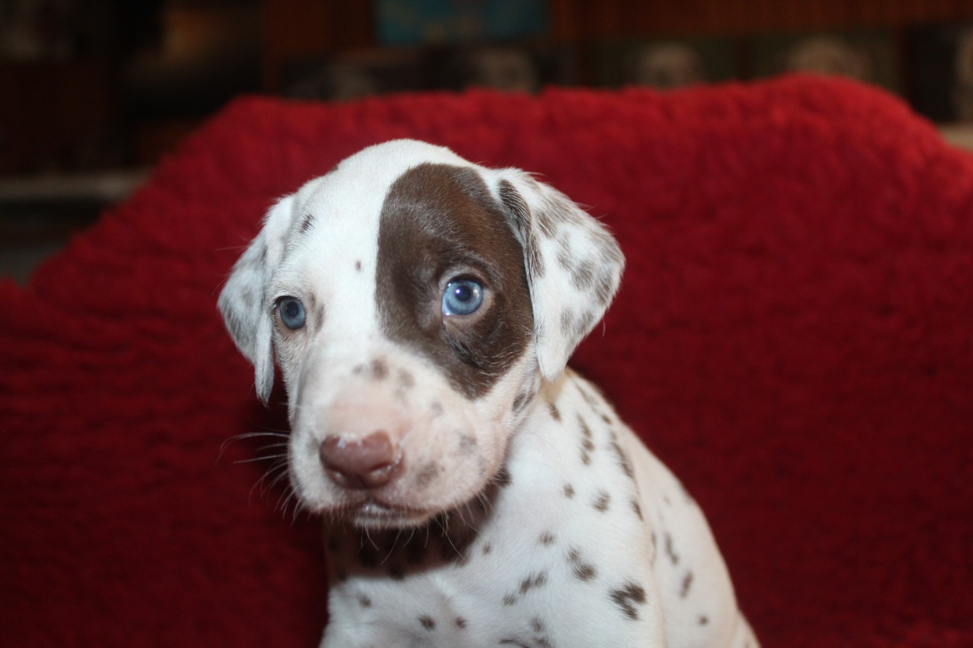 Des Dalma d'Olympe - Chiots disponibles - Dalmatien