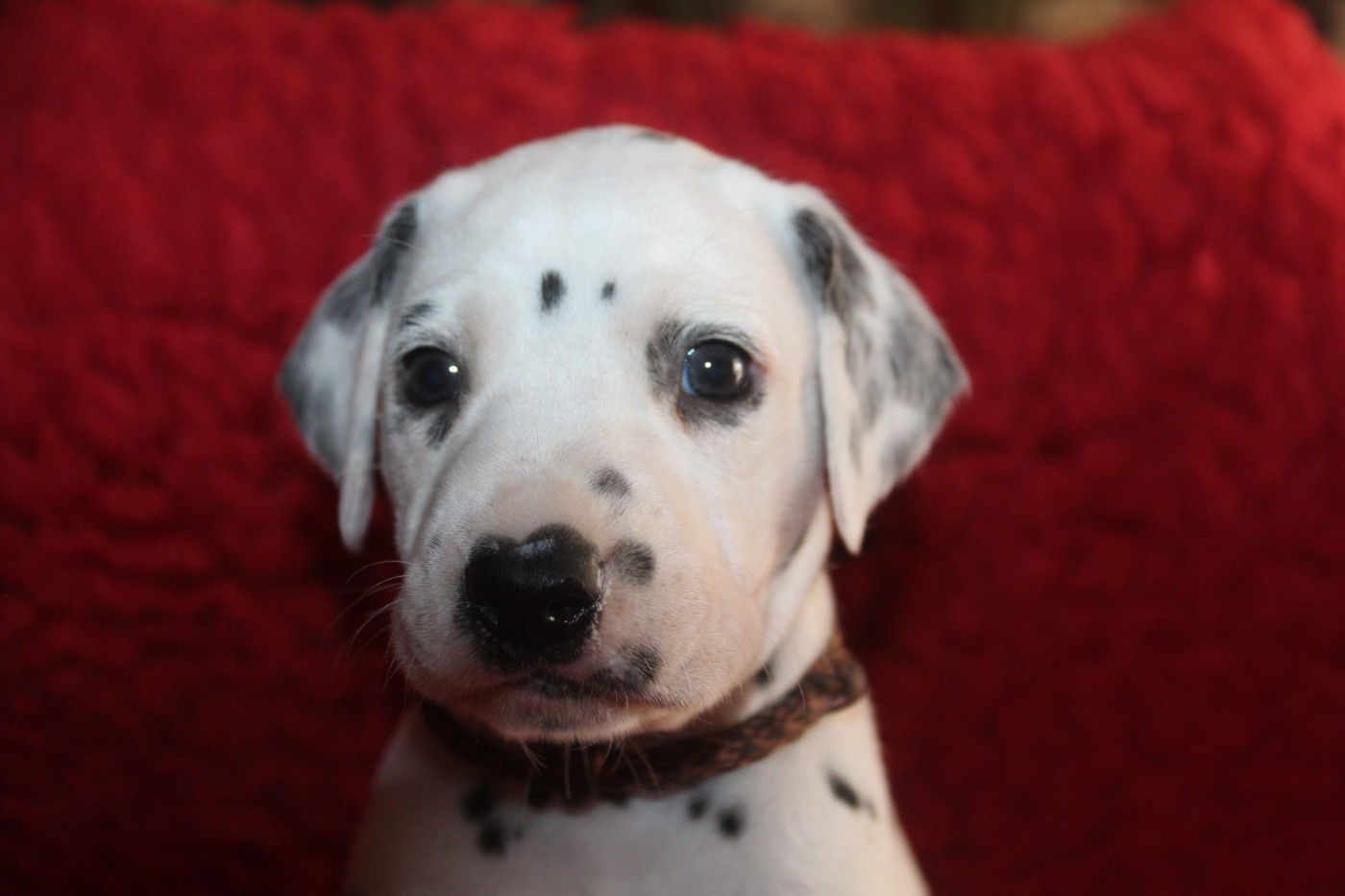 Des Dalma d'Olympe - Chiots disponibles - Dalmatien