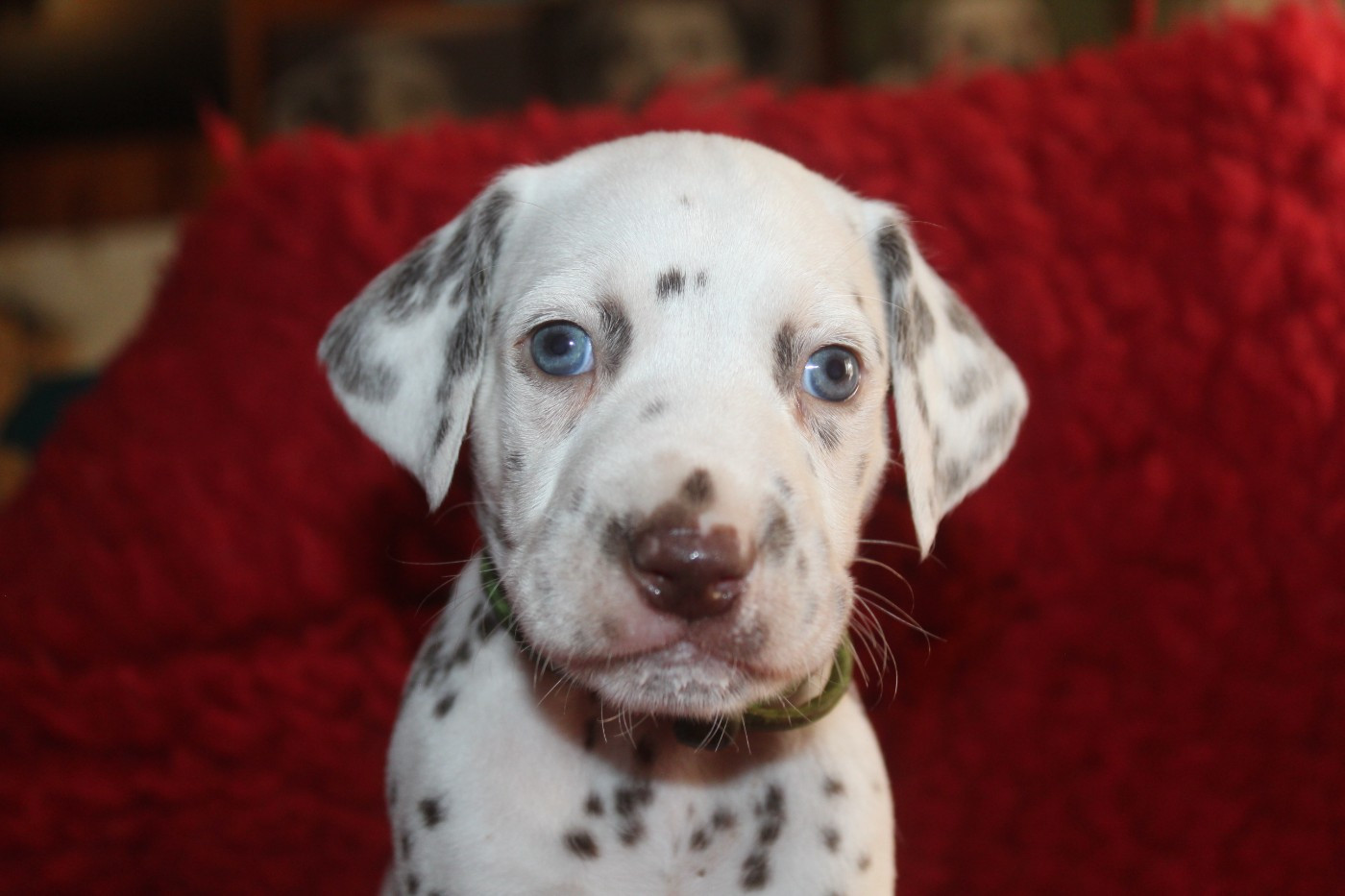 Des Dalma d'Olympe - Chiots disponibles - Dalmatien
