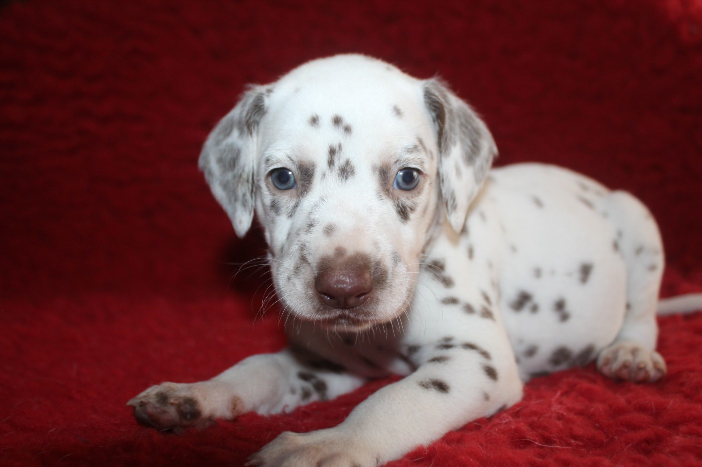 Des Dalma d'Olympe - Chiots disponibles - Dalmatien